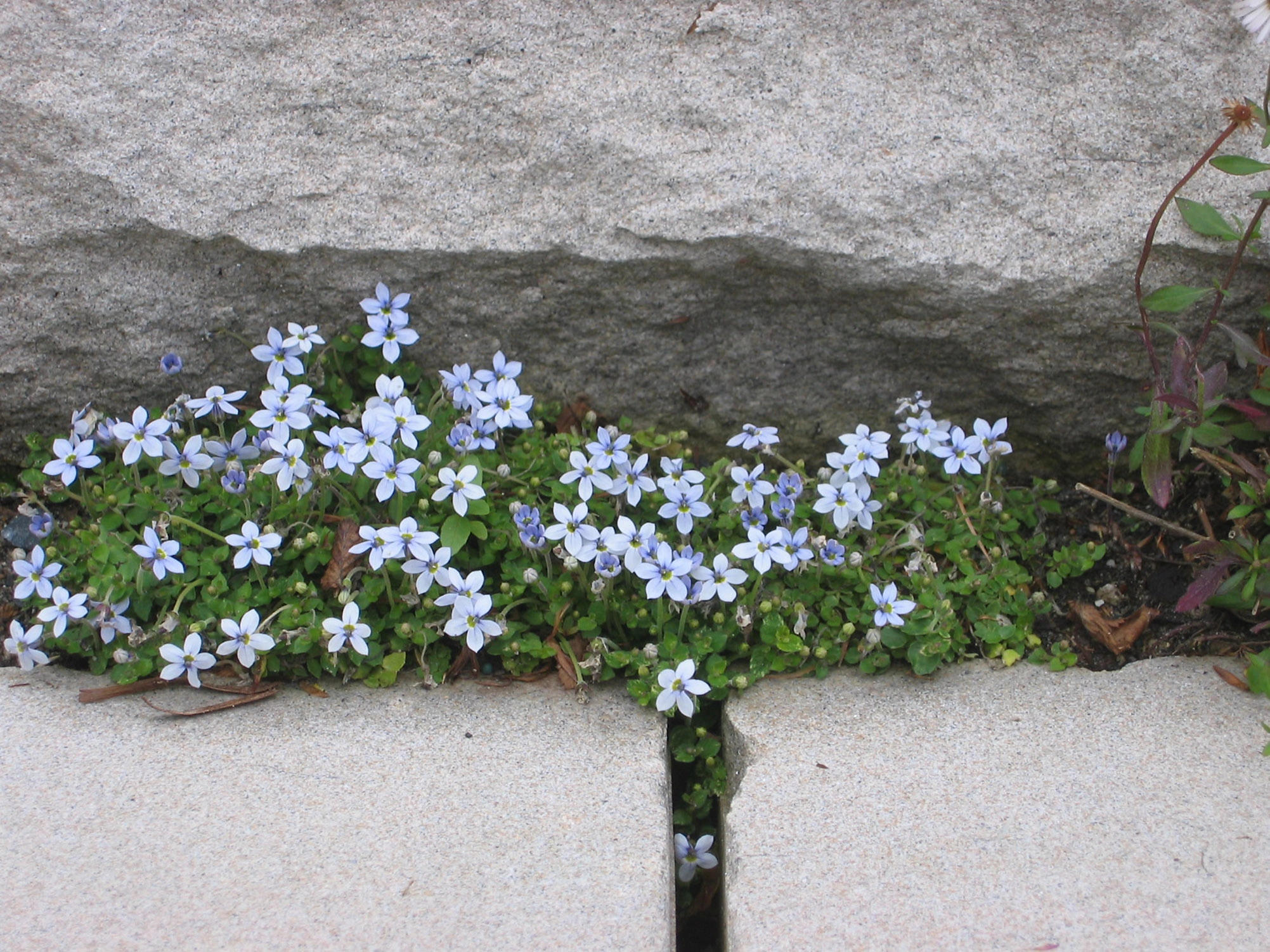 Medina Residence - obot1